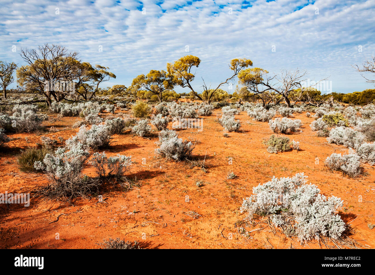 Le désert australien, l'outback Banque D'Images