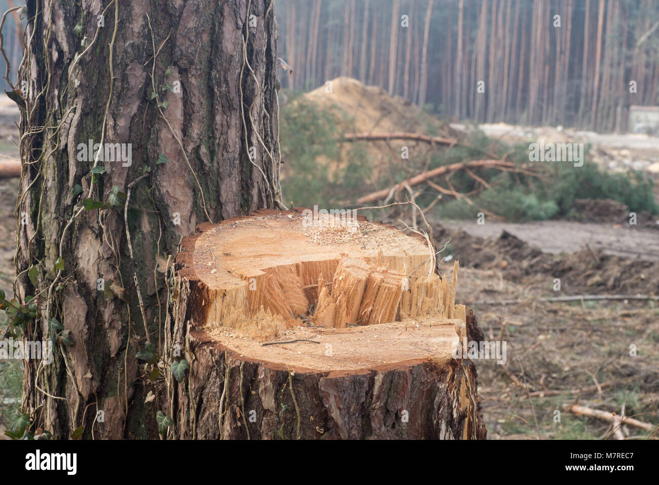 Couper en gros plan de la forêt de pins Banque D'Images