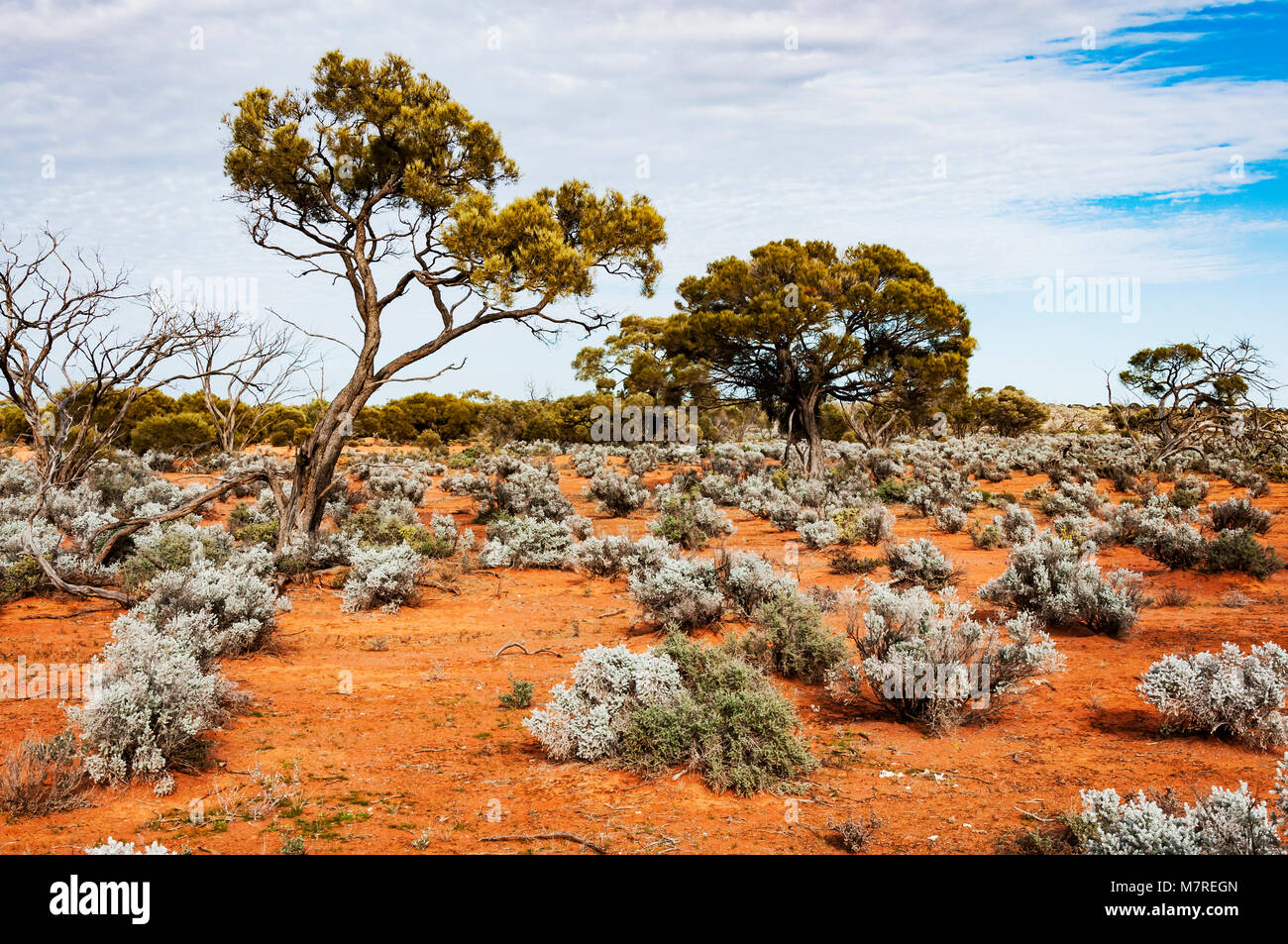 Le désert australien, l'outback Banque D'Images