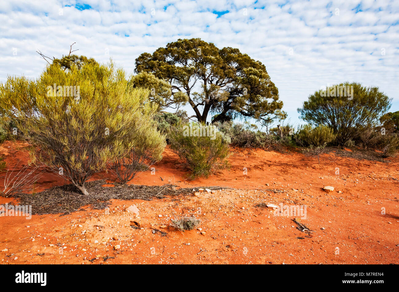 Le désert australien, l'outback Banque D'Images