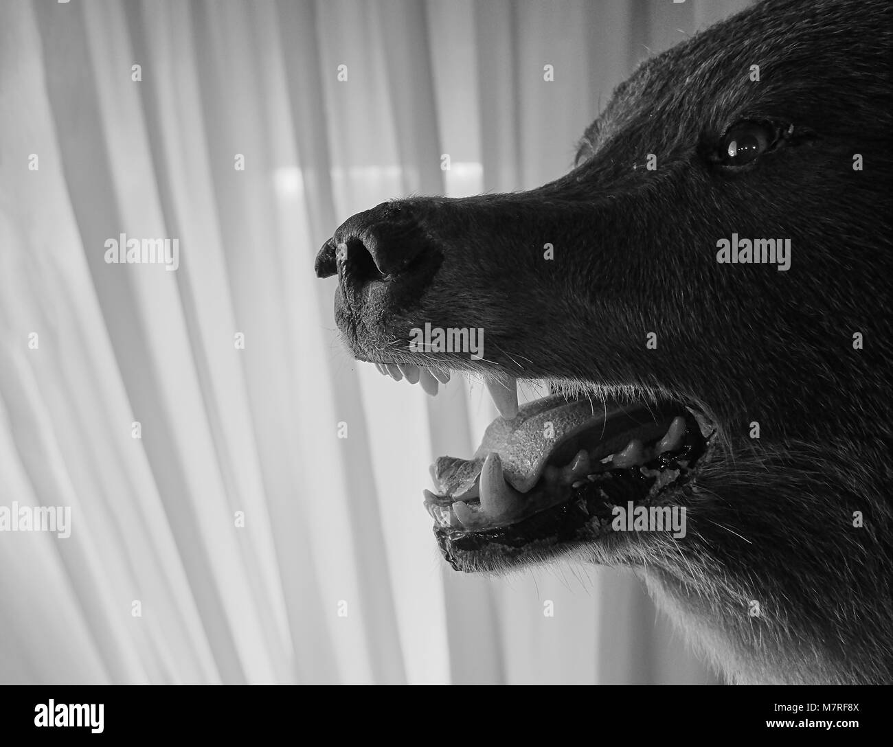 Scary bear trophy tête portrait en noir et blanc sur le fond blanc Banque D'Images