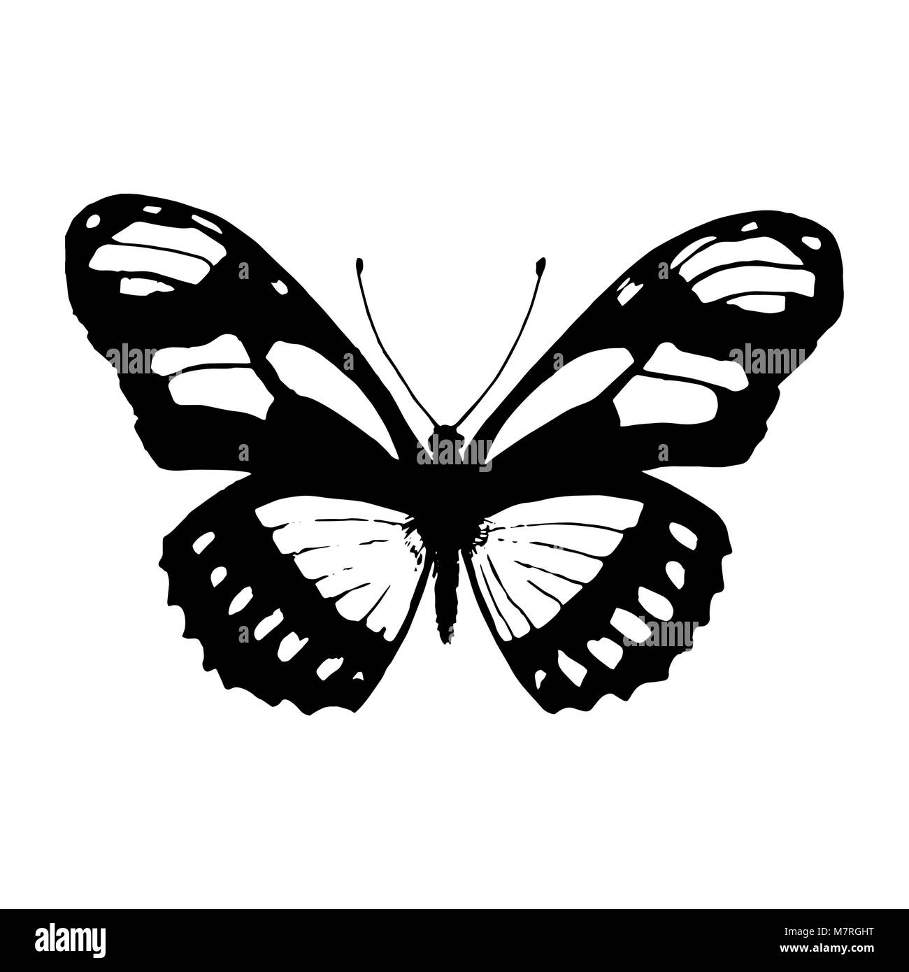 Vector papillon. Papillon noir et blanc Illustration de Vecteur