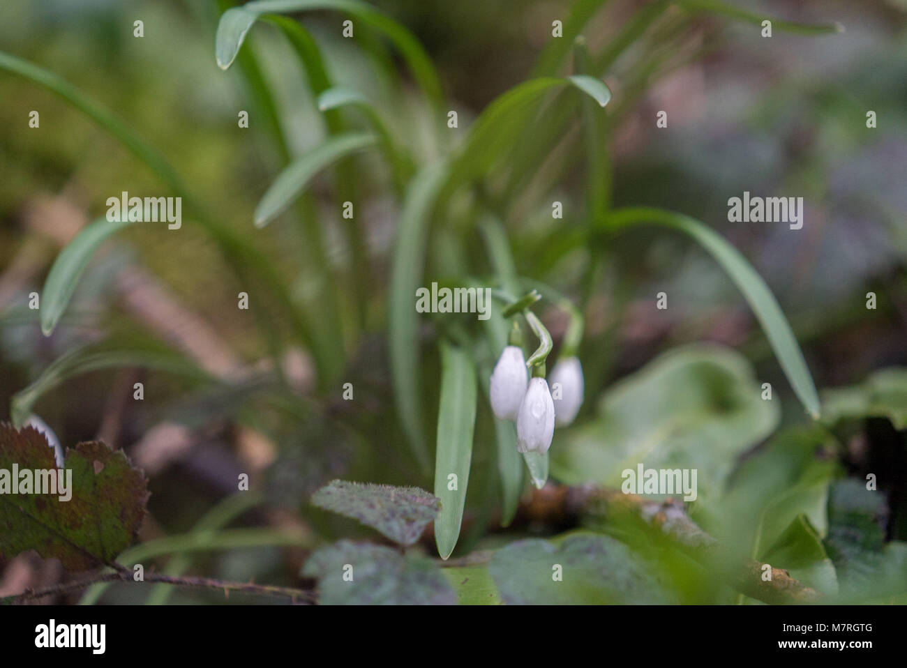 Snowdrop Galanthus, sur le sol de la forêt humide en grand orme, Somerset UK Banque D'Images