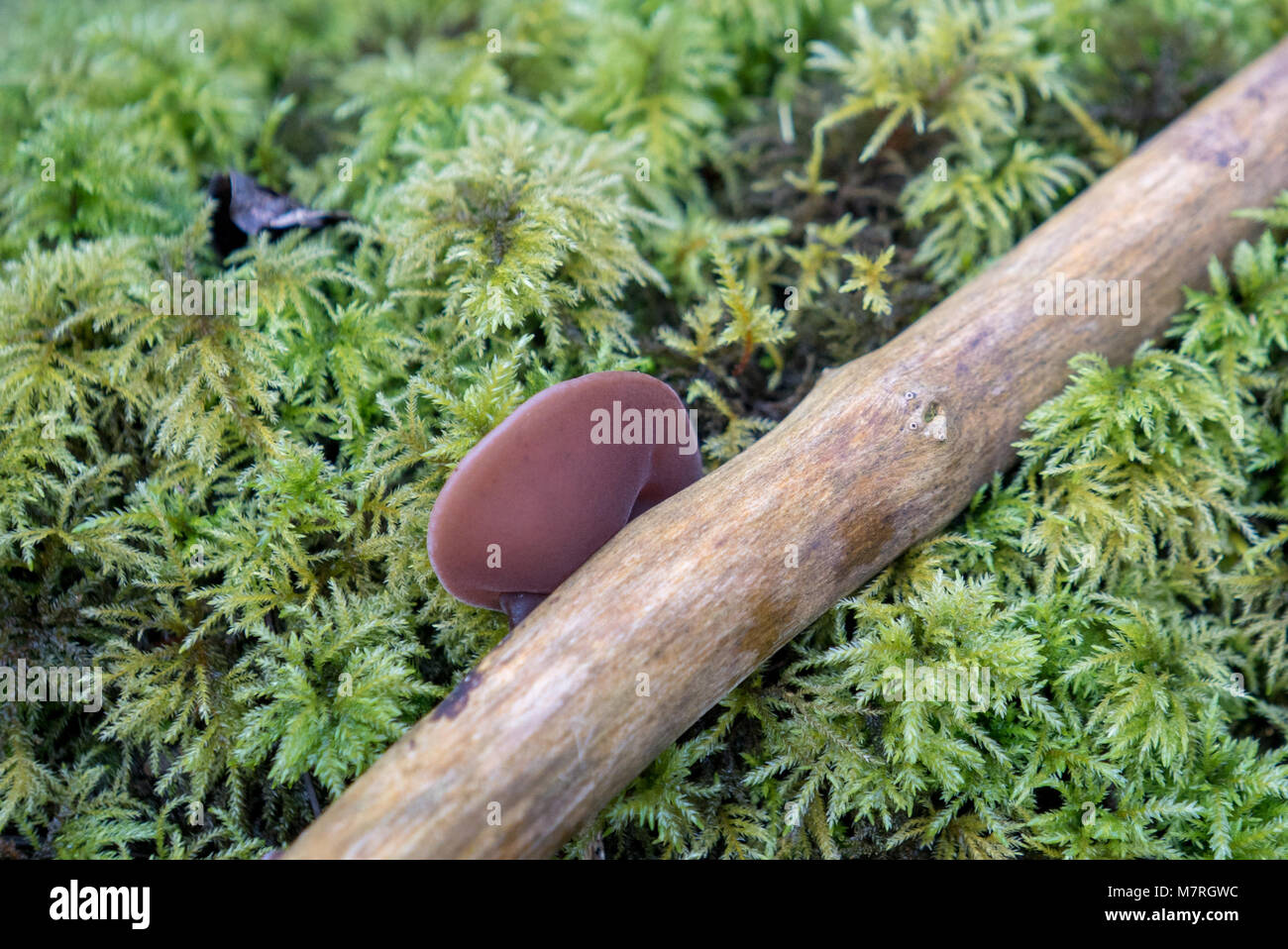 Champignons de printemps, les champignons, le bois oreille (Auricularia auricula-judae) sur le sol de la forêt humide en grand orme, Somerset UK Banque D'Images