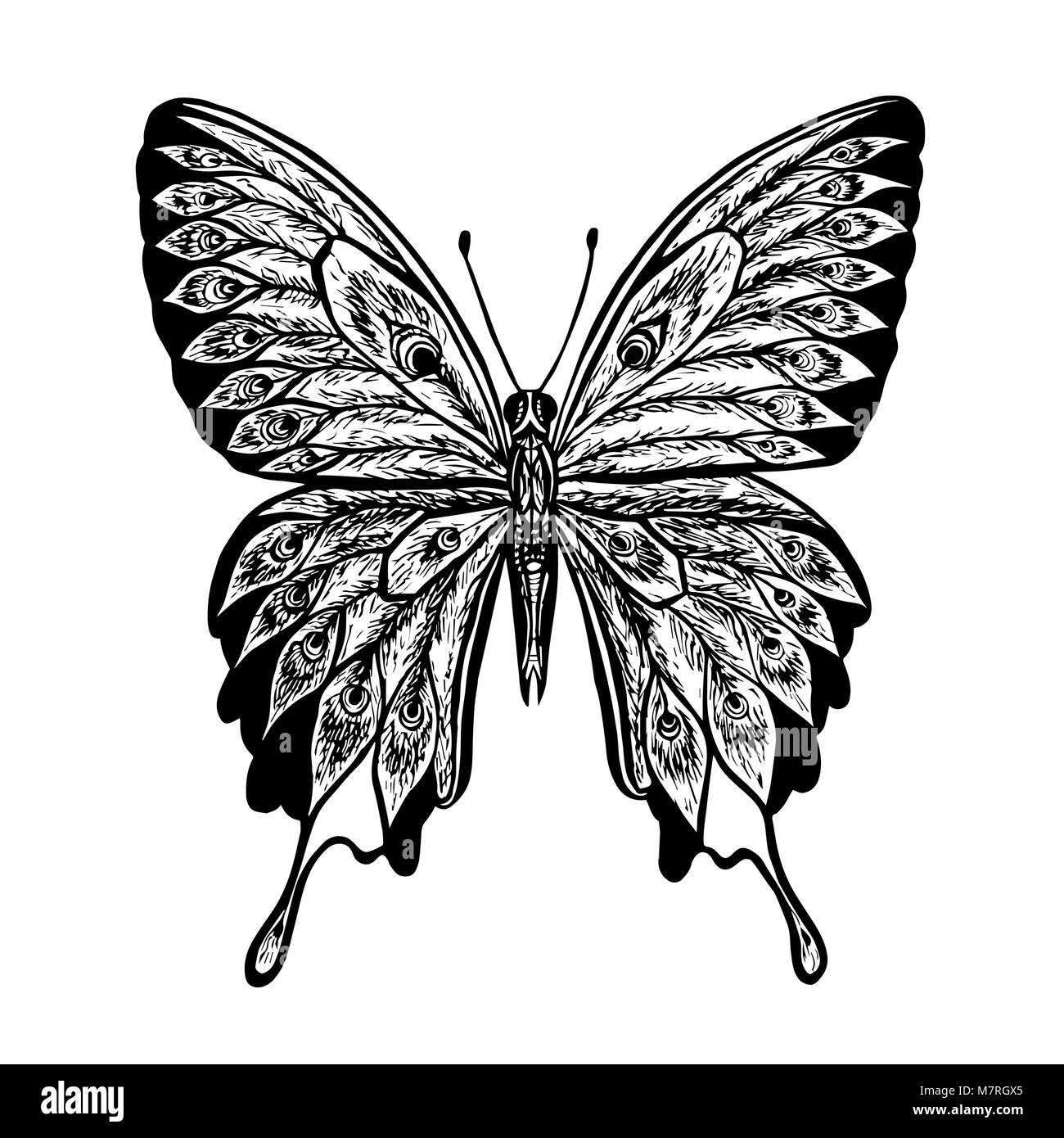 Vector papillon. Papillon noir et blanc. Butterfly Papilio blumei. Illustration de Vecteur