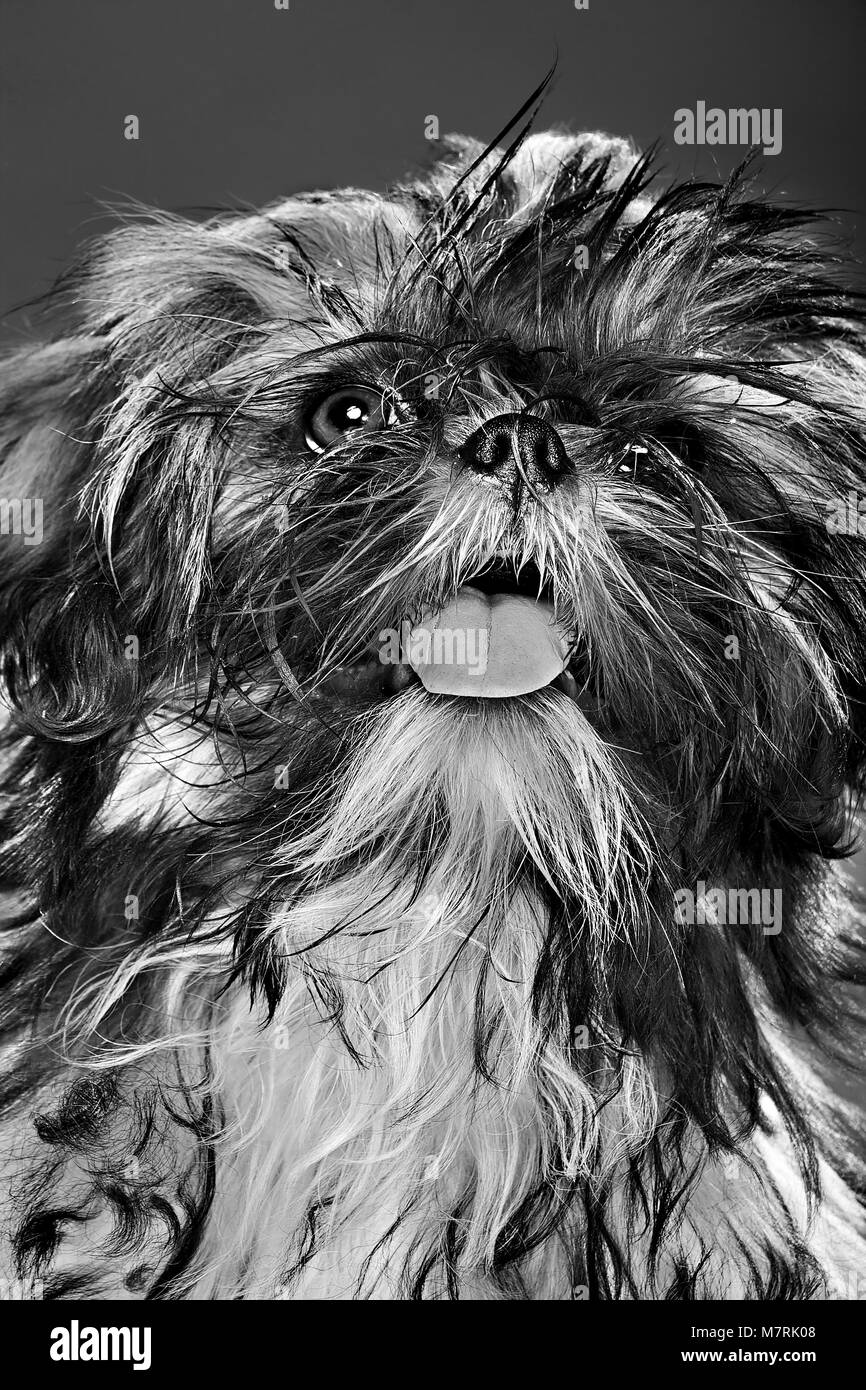 Portrait d'un poilu noir et blanc coloriage chiot dans le studio. Gris en arrière-plan Banque D'Images