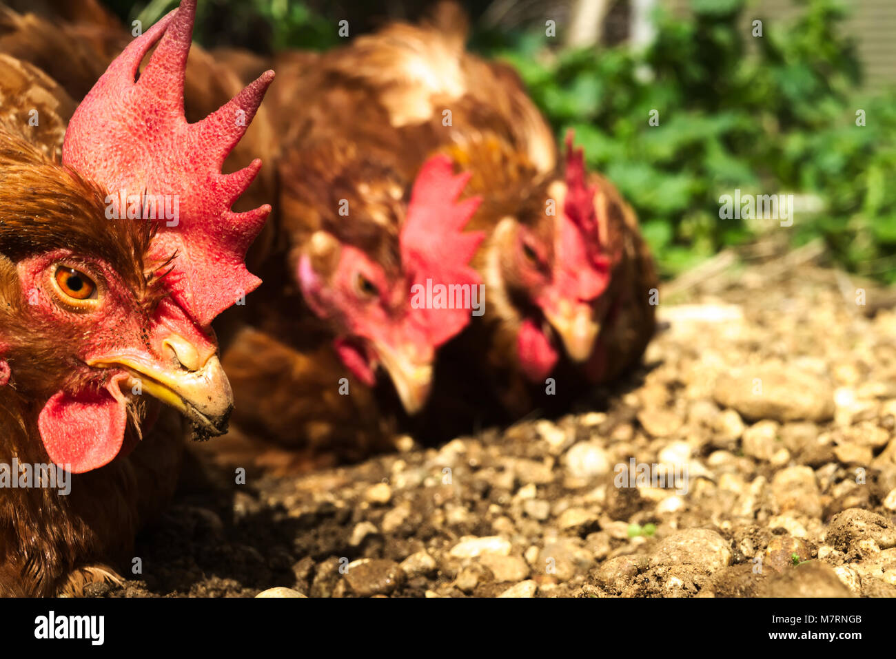 Poule de plage gratuite Banque D'Images