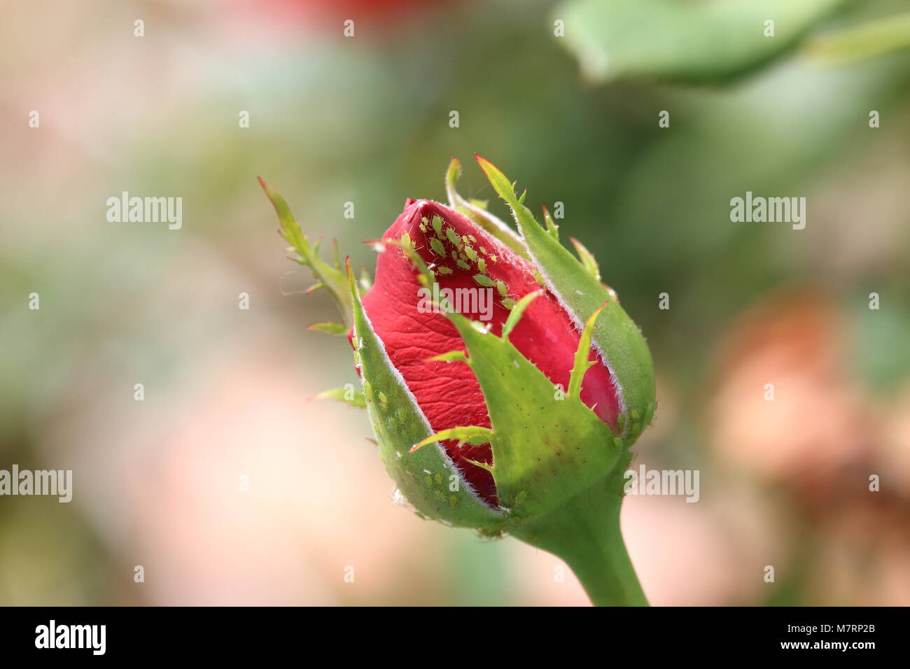 Close up of Macrosiphum rosae ou connus comme les pucerons verts sur rosebud Banque D'Images