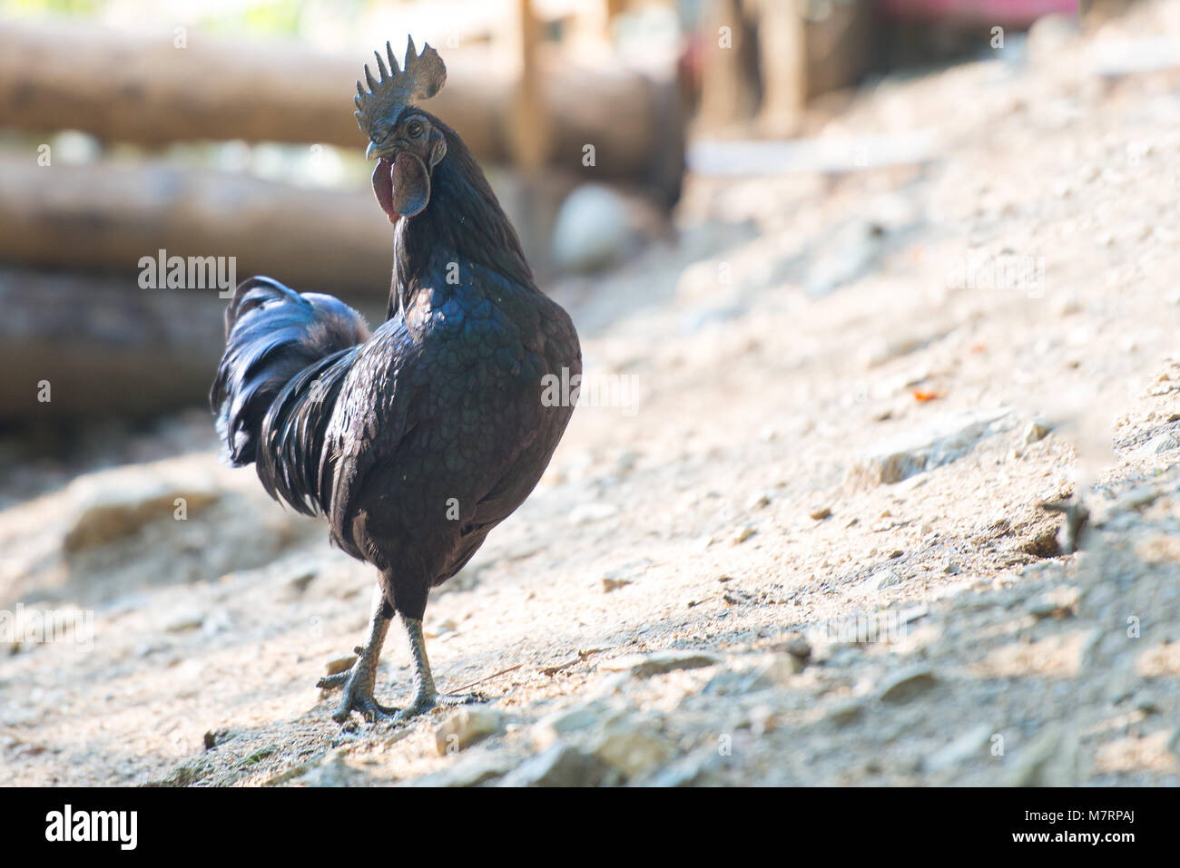 Poule Noire Ayam Cemani | Poule Noire Indonésienne – DDCA