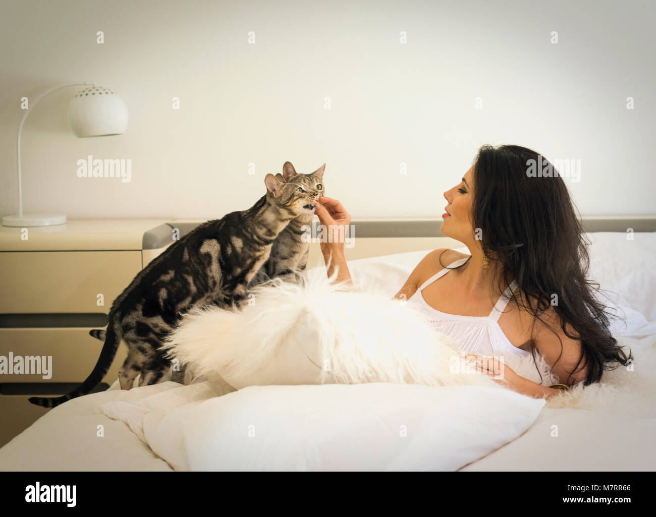 Une femme nourrissant ses deux chats Bengal Banque D'Images