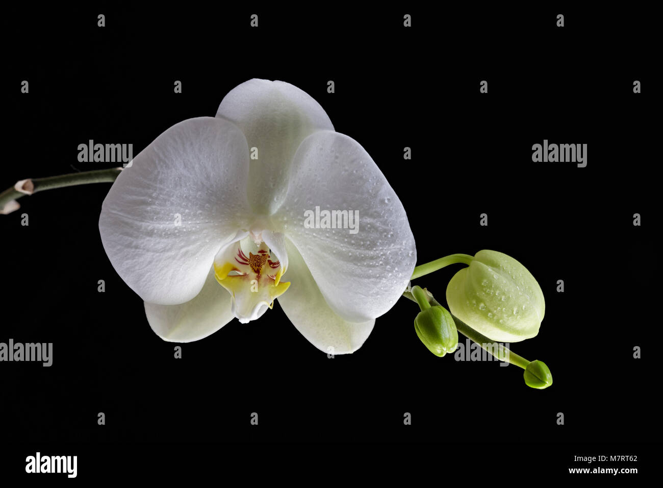 Orchidée fleur blanc et les bourgeons contre un fond noir Banque D'Images