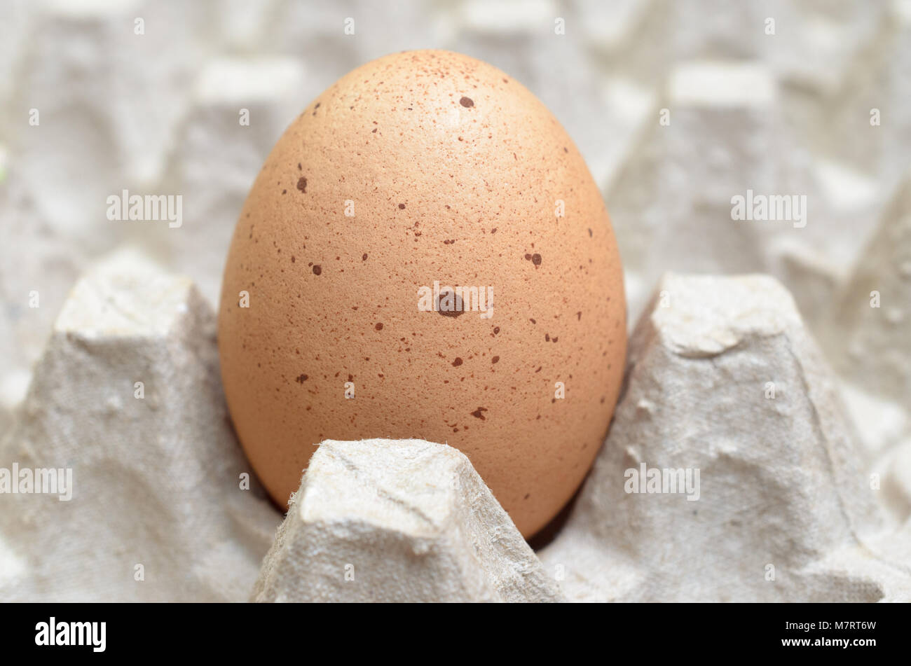 Un brown oeuf dans le bac d'oeufs Banque D'Images