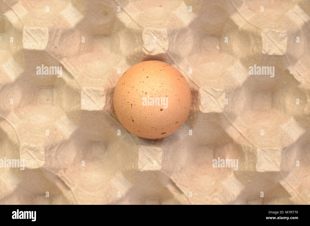 Un brown oeuf dans le bac d'oeufs Banque D'Images