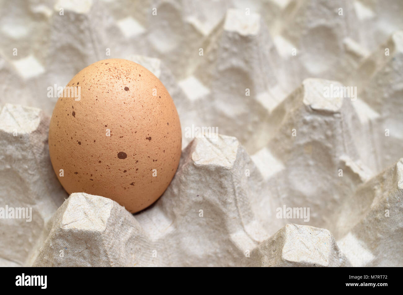 Un brown oeuf dans le bac d'oeufs Banque D'Images