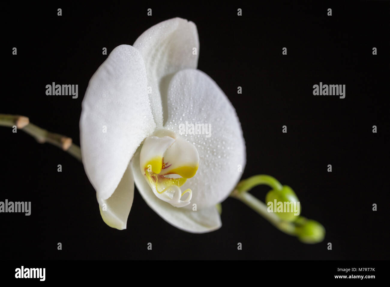 Orchidée fleur blanc et les bourgeons contre un fond noir Banque D'Images