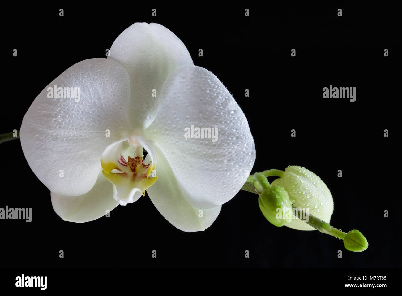 Orchidée fleur blanc et les bourgeons contre un fond noir Banque D'Images