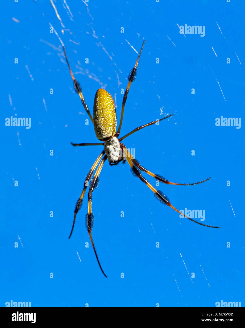 Photo Araignee Banane Banque D Image Et Photos Alamy