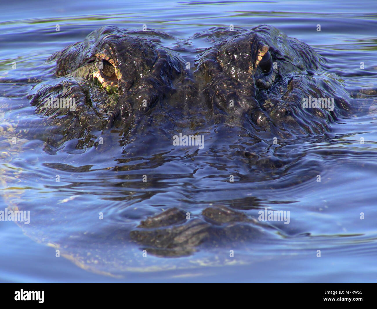 Un gros plan d'un alligator comme il regarde directement dans mon appareil photo. Banque D'Images Un gros plan d'un alligator comme il regarde directement dans mon appareil photo. Banque D'Images