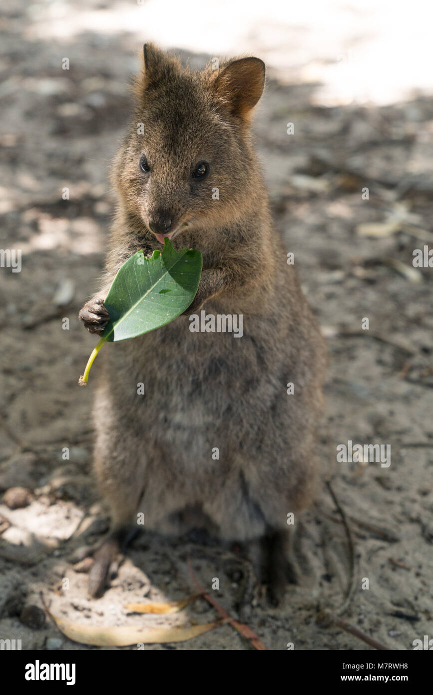 Quokka Chrysocyon brachyurus, libre, a été prise sur Rottnest Island, Australie de l'Ouest Banque D'Images