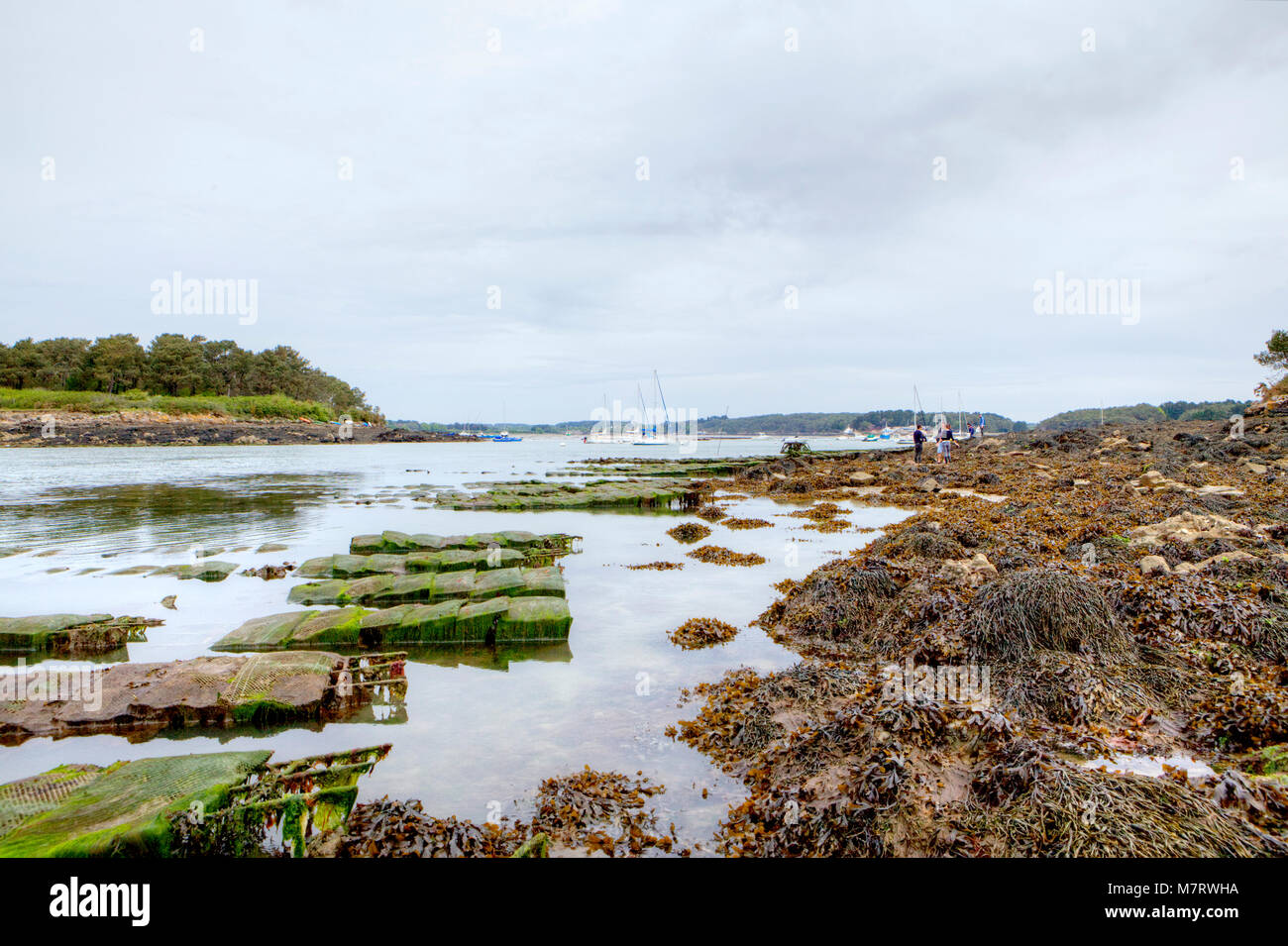 Golfe du Morbihan à marée basse, Morbihan, France. Banque D'Images