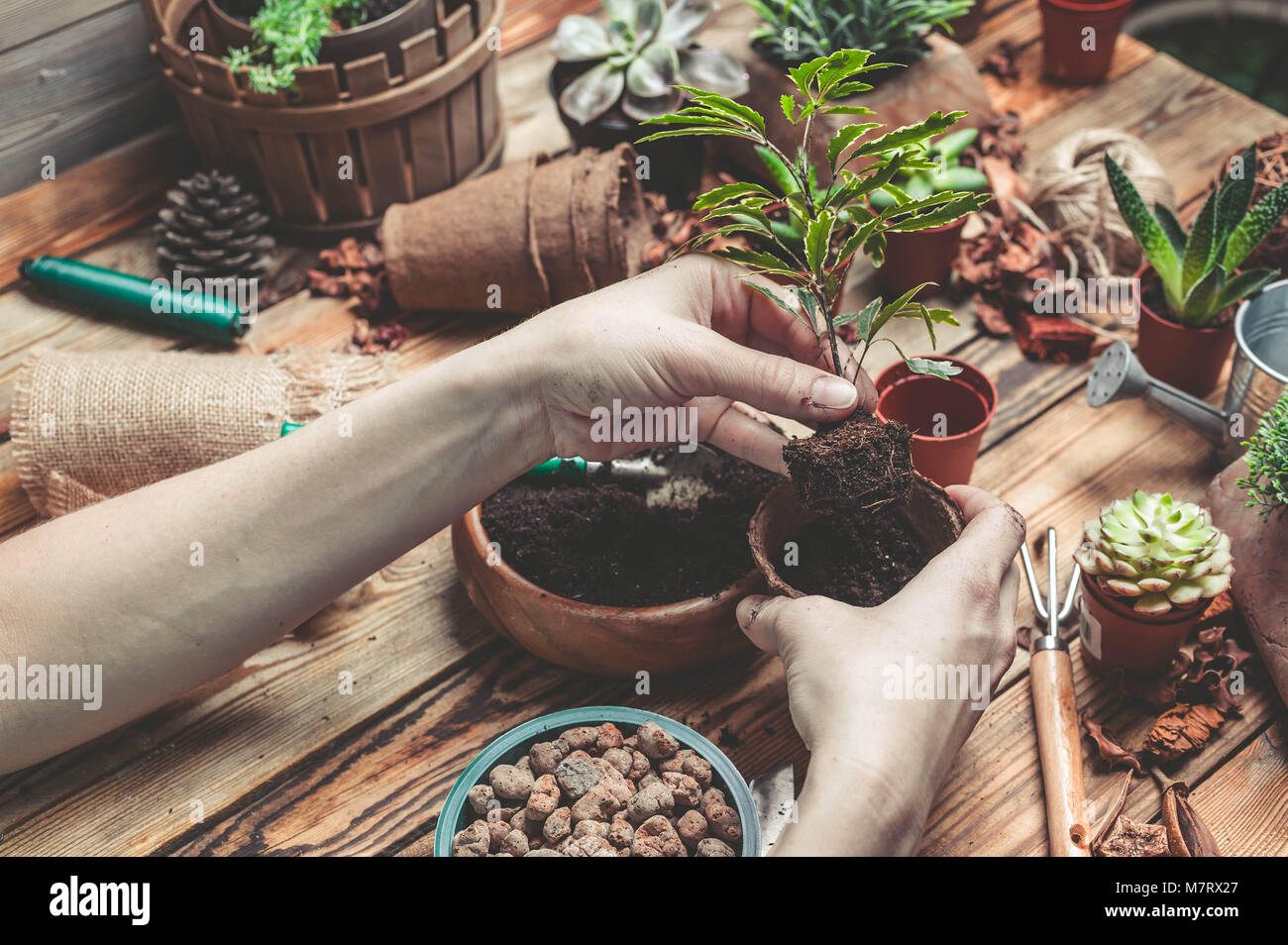 Le fleuriste derrière le travail. Mains de la fleuriste remplacer une plante dans un pot. Plantes grasses et cactus sur une table en bois Banque D'Images