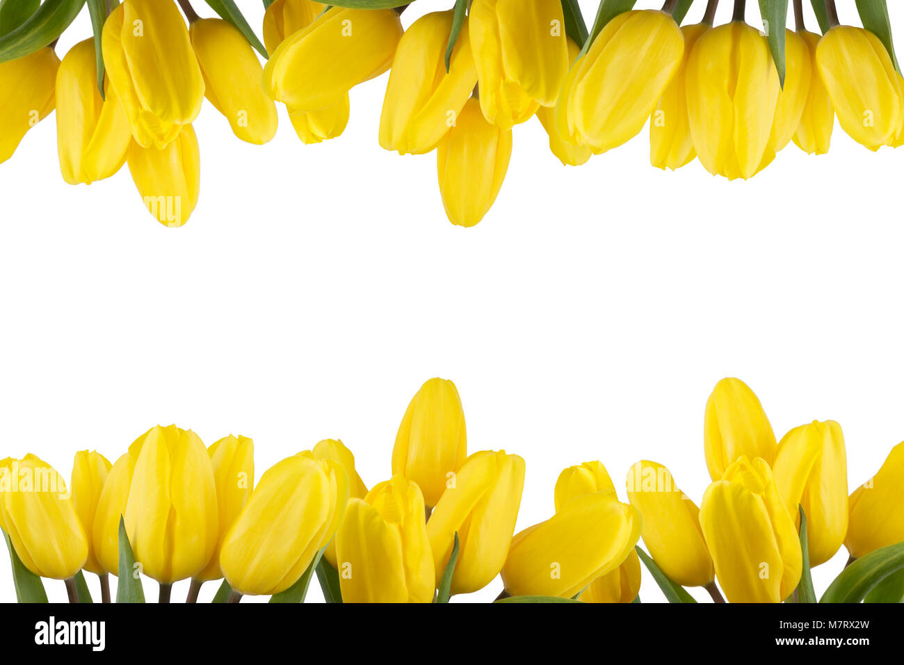 Border floral de tulipes jaune isolé sur fond blanc Banque D'Images