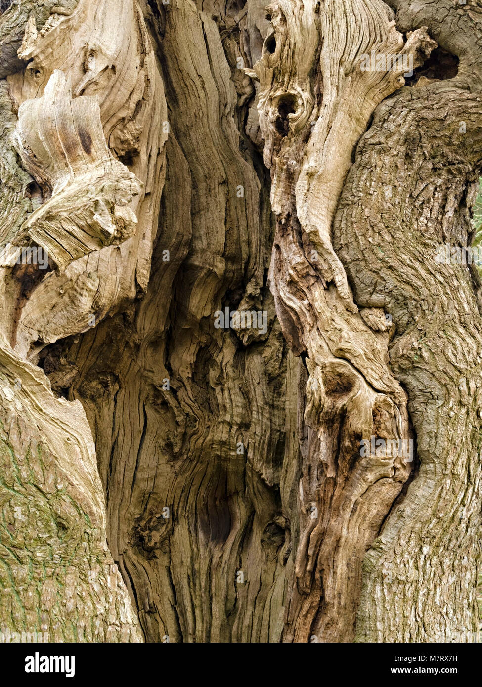 Détail de split tronc creux de vieux chêne anglais, Angleterre, RU Banque D'Images