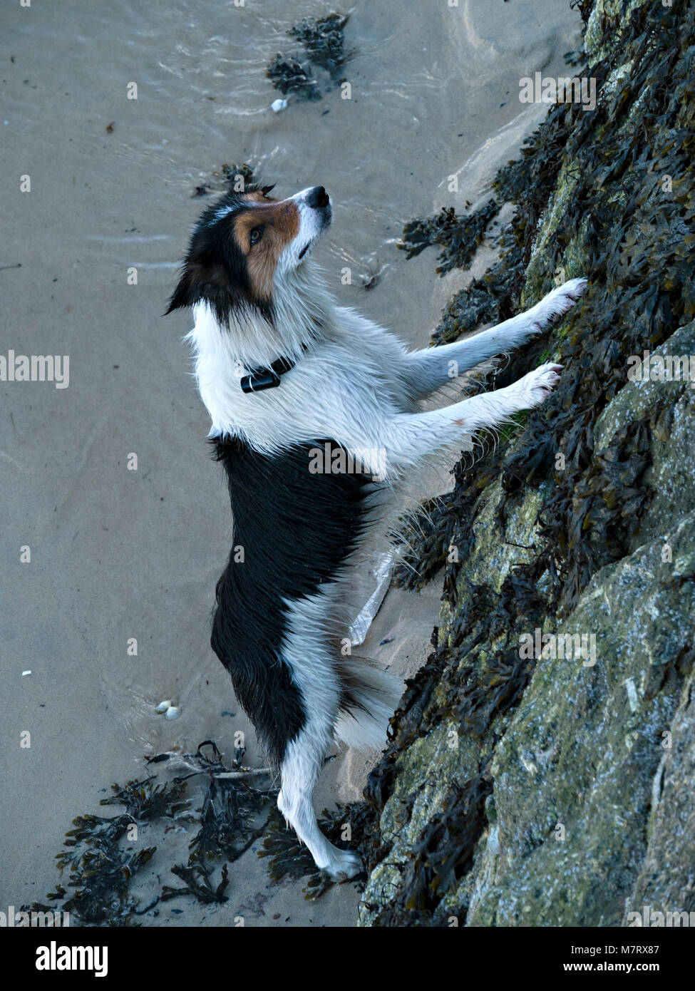 Cross Border Collie chien debout sur ses pattes contre le mur du port en pierre. Banque D'Images