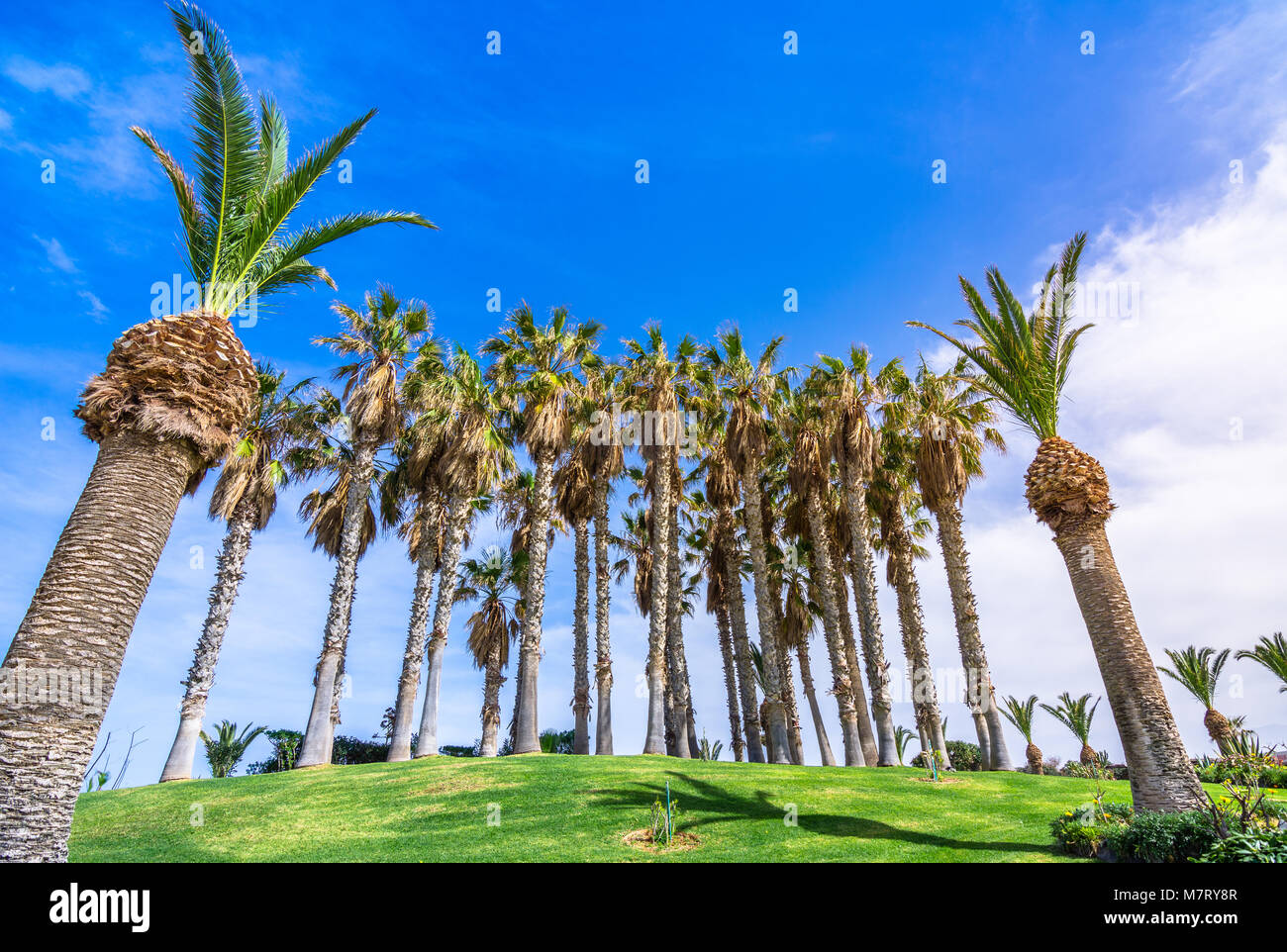 Scène tropicale d'un groupe de palmiers sur l'herbe, Crète, Grèce. Banque D'Images