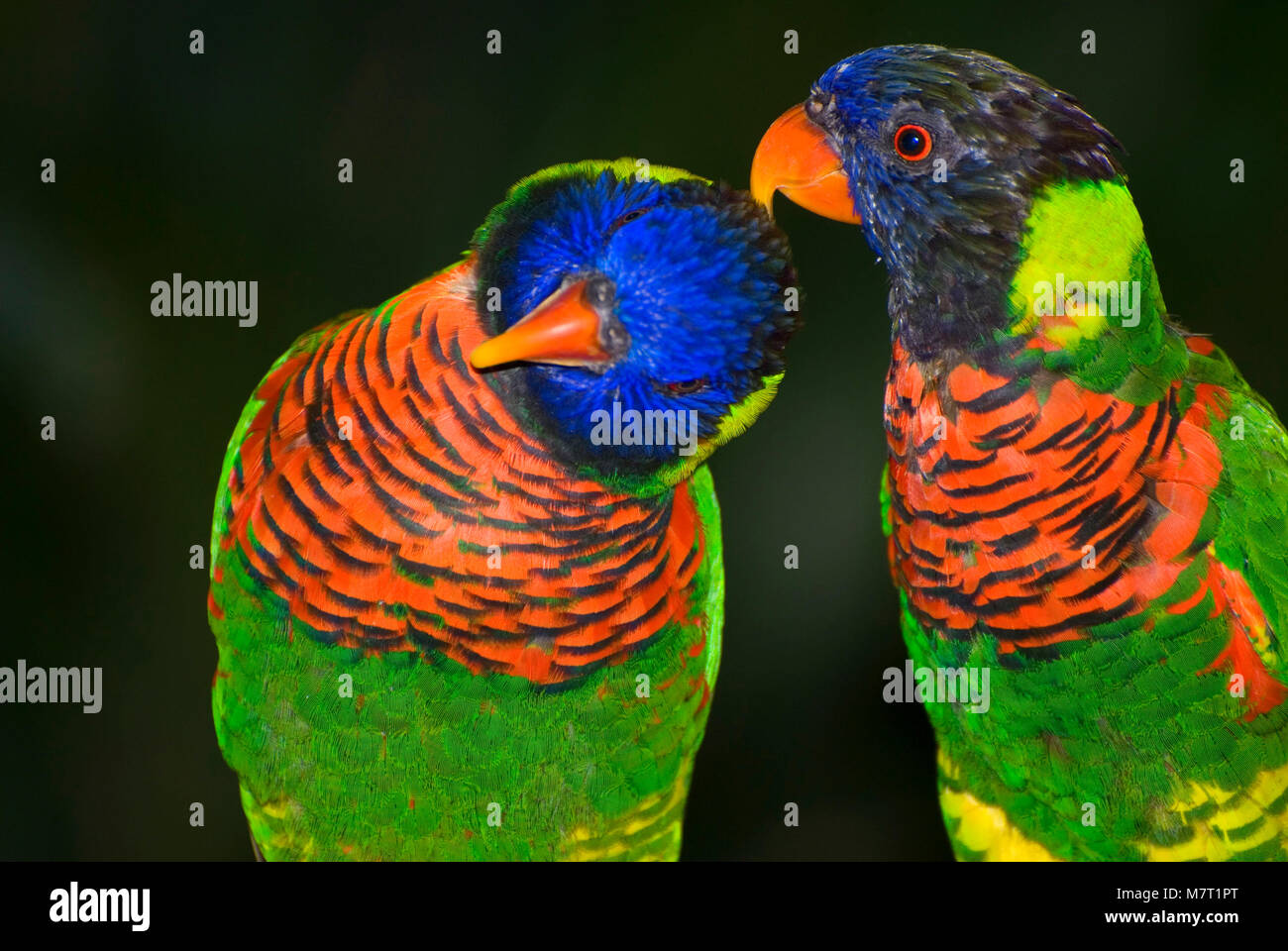 Lory arc-en-ciel (Trichoglossus haematodus), atterrissage Lorikeet, San Diego Zoo Safari Park, Californie Banque D'Images