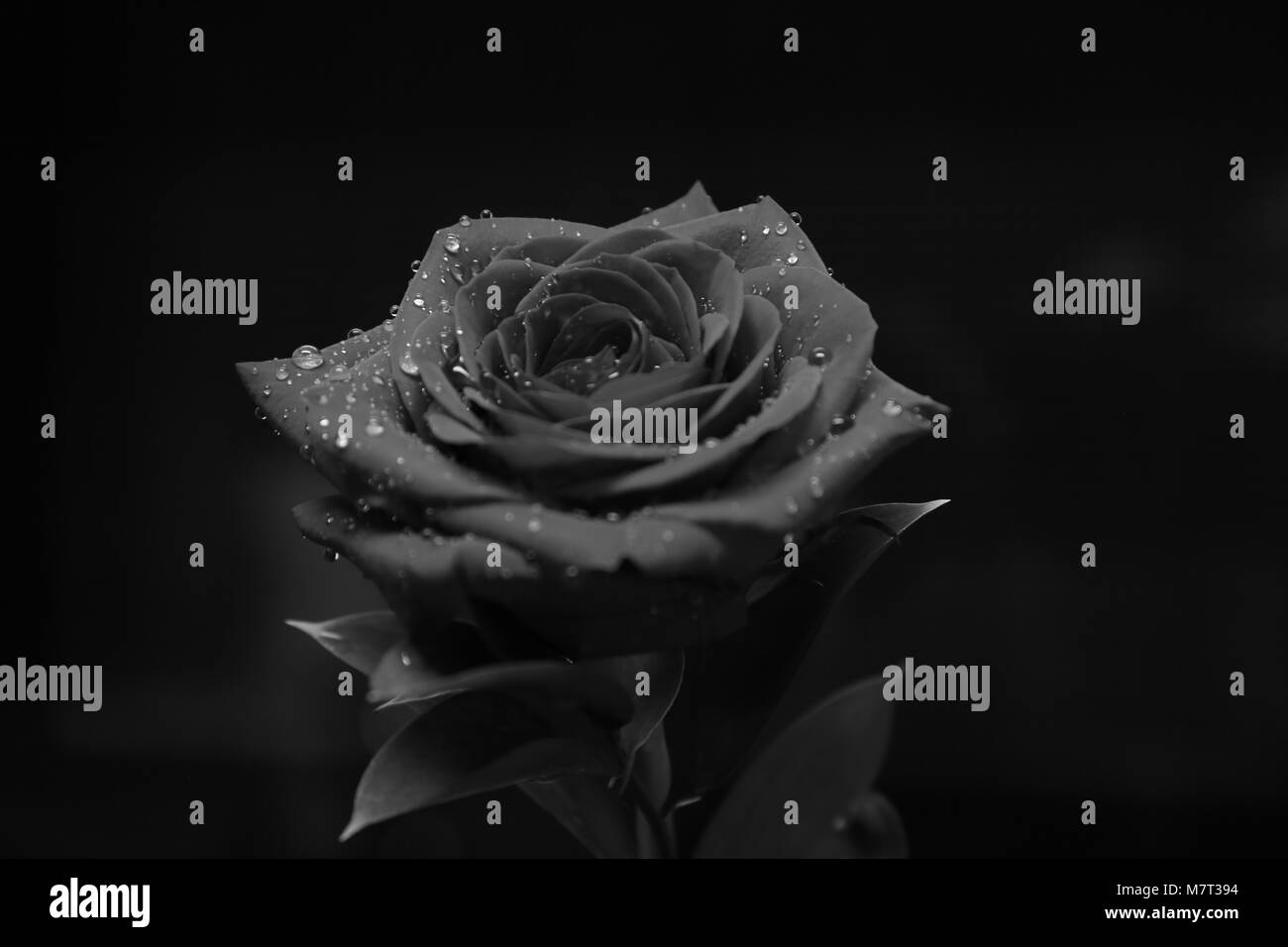 Fleur Rose Red Romance Amour Nature romantique eau Valenti Innovation créative feuille noire beau beauté super super meilleur top Jardin rosée du matin Banque D'Images