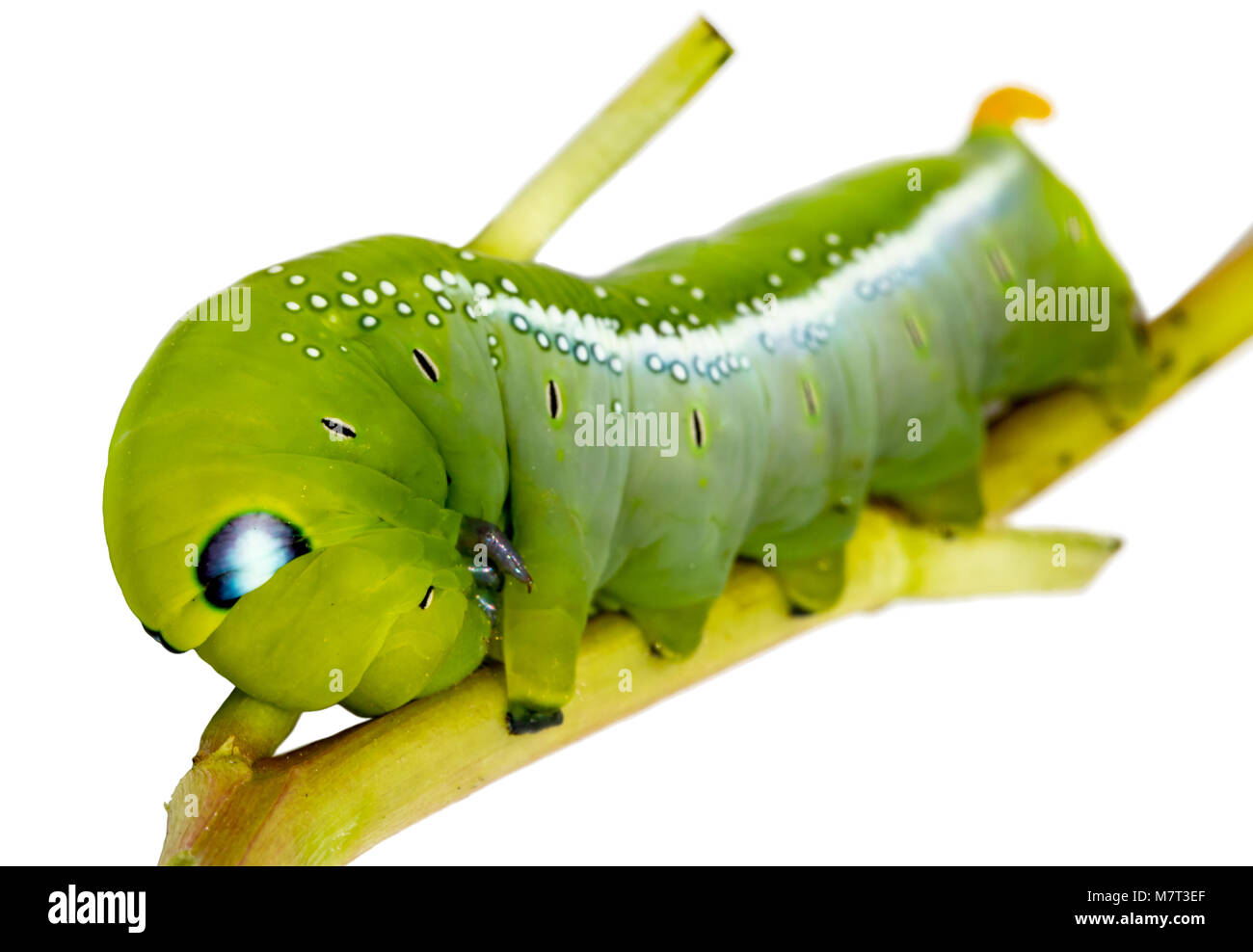 Oleander Hawk Moth Caterpillar (Daphnis nerii, Sphingidae), monter à l'usine, isolé sur fond blanc. Banque D'Images