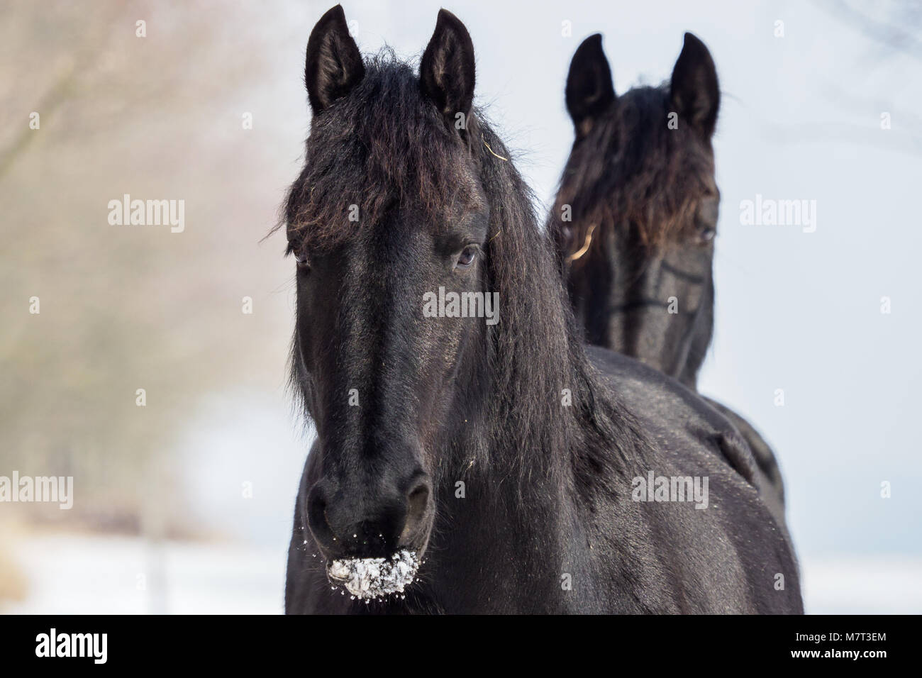 Portrait d'un cheval frison sur hiver fond Banque D'Images