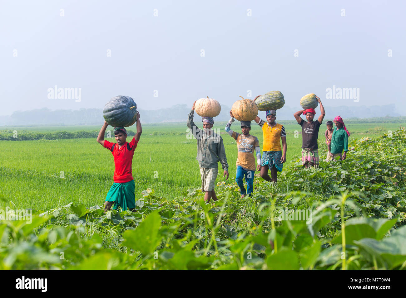 Les agriculteurs transportent des paniers de grande taille de citrouilles à Arial Beel, Munshiganj, au Bangladesh. Banque D'Images