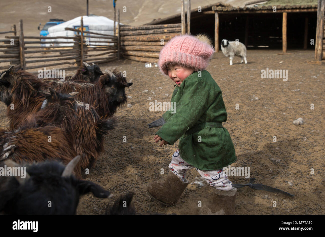 Hatgal, la Mongolie, le 3 mars 2018 : dans une steppe mongole kid avec les chèvres dans le nord de la Mongolie Banque D'Images