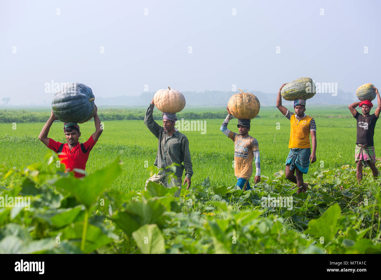 Les agriculteurs transportent des paniers de grande taille de citrouilles à Arial Beel, Munshiganj, au Bangladesh. Banque D'Images