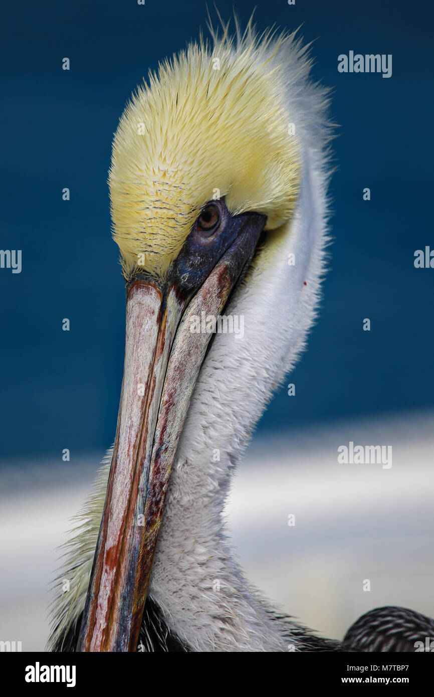 Des pélicans dans le port de Key West. Banque D'Images