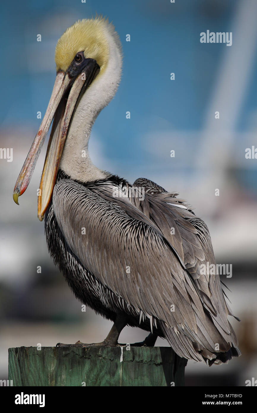 Des pélicans dans le port de Key West. Banque D'Images