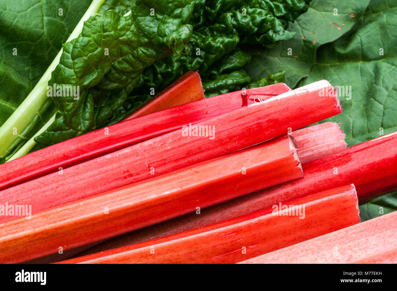 Fraîchement cueilli et couper la rhubarbe du jardin urbain Banque D'Images