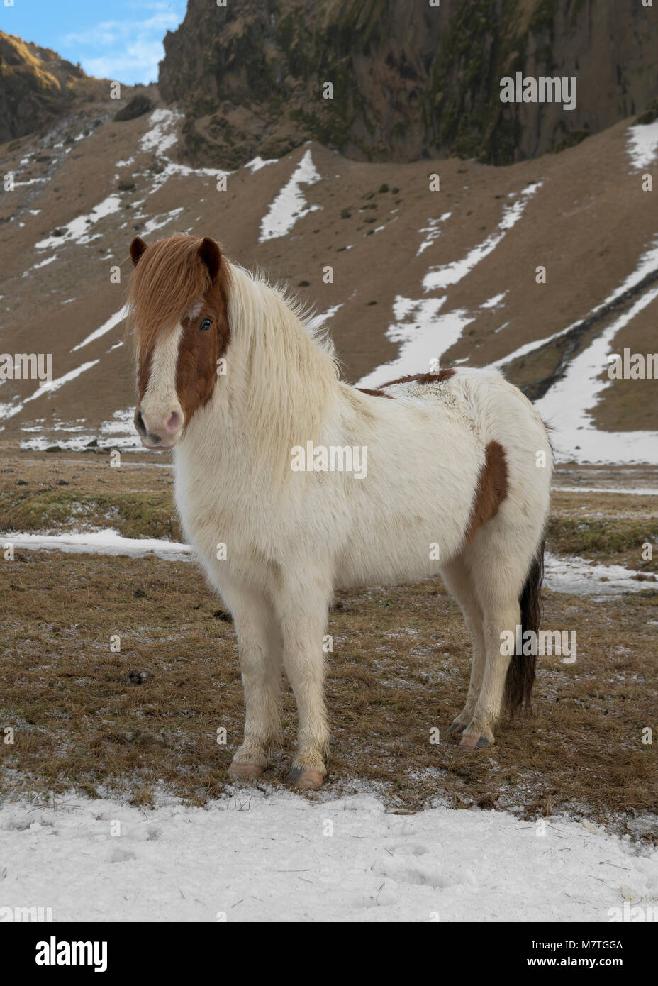 Icelandic Horse grazing in valley à l'Est de l'Islande, Vik Banque D'Images