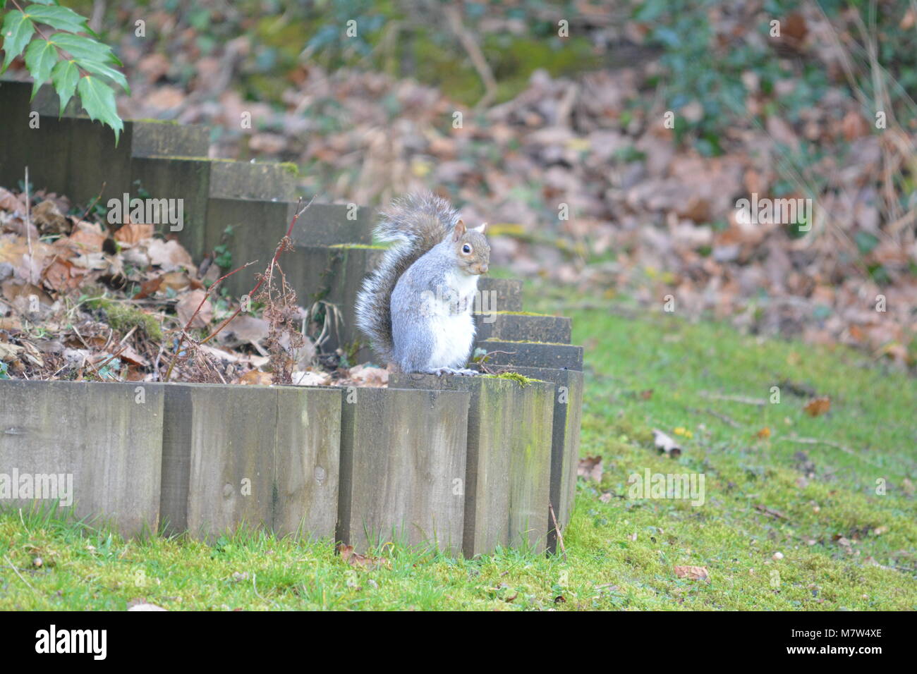 L'écureuil gris Sciurus carolinensis assis sur le bois en bordure de frontière sleeper dans jardin avec pelouse verte des feuilles mortes Herefordshire Angleterre Banque D'Images