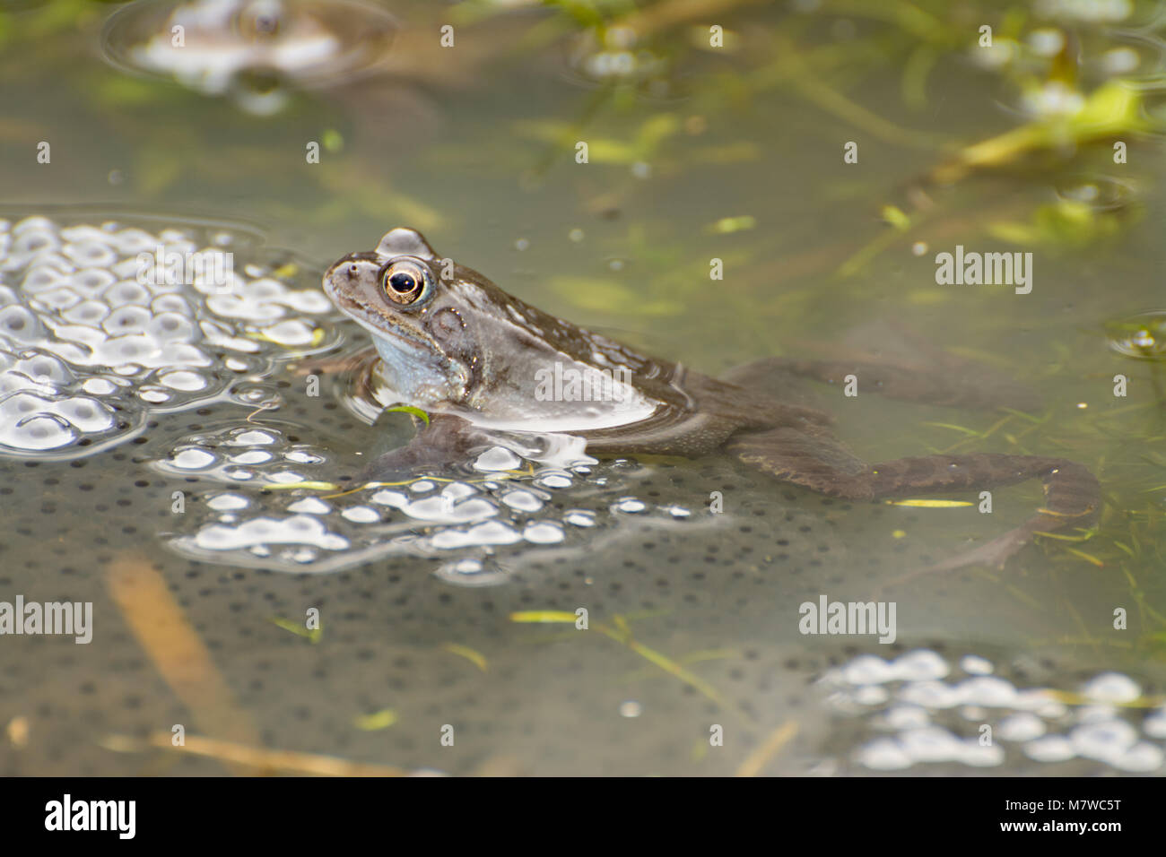 Homme grenouille rousse (Rana temporaria) dans l'étang d'élevage avec frogspawn Banque D'Images