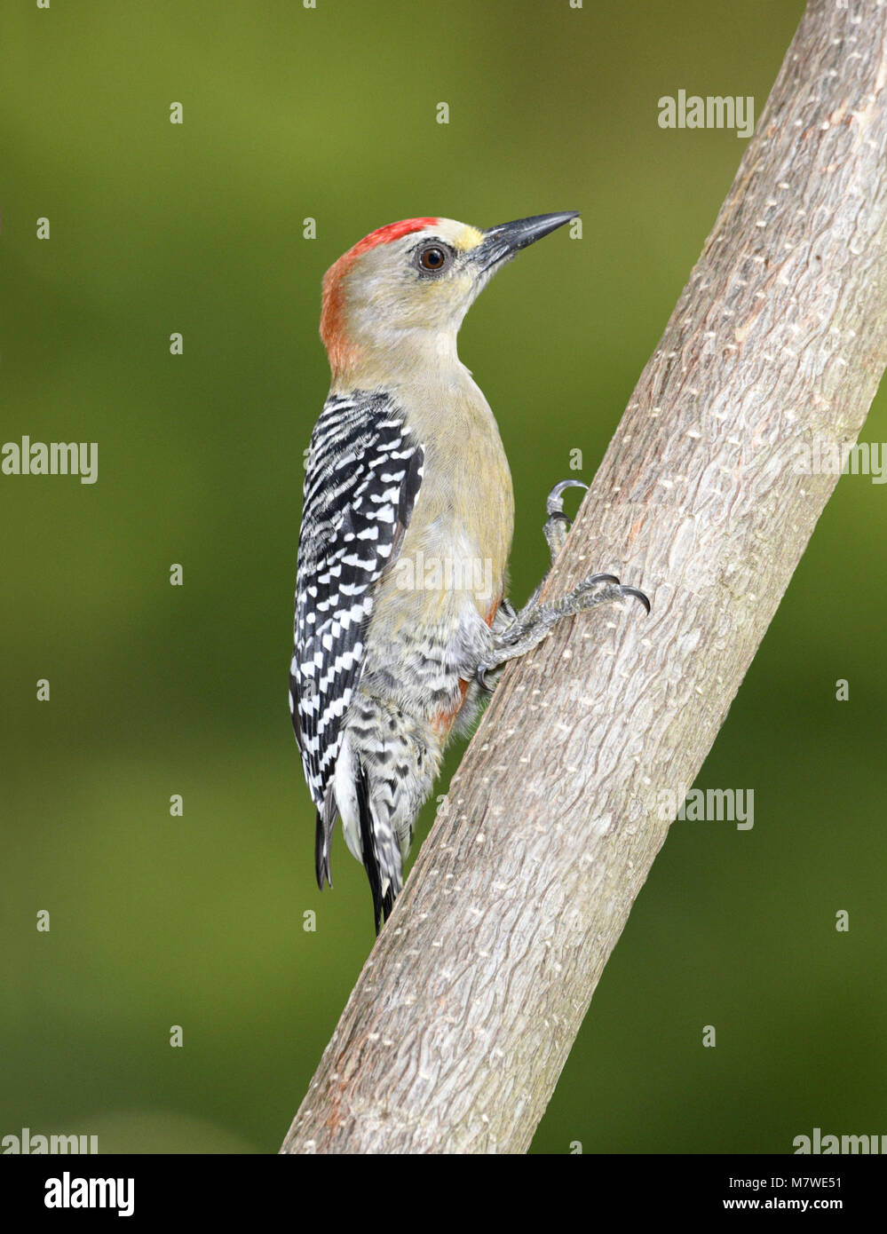 Pic à couronne rouge - Melanerpes rubricapillus Banque D'Images