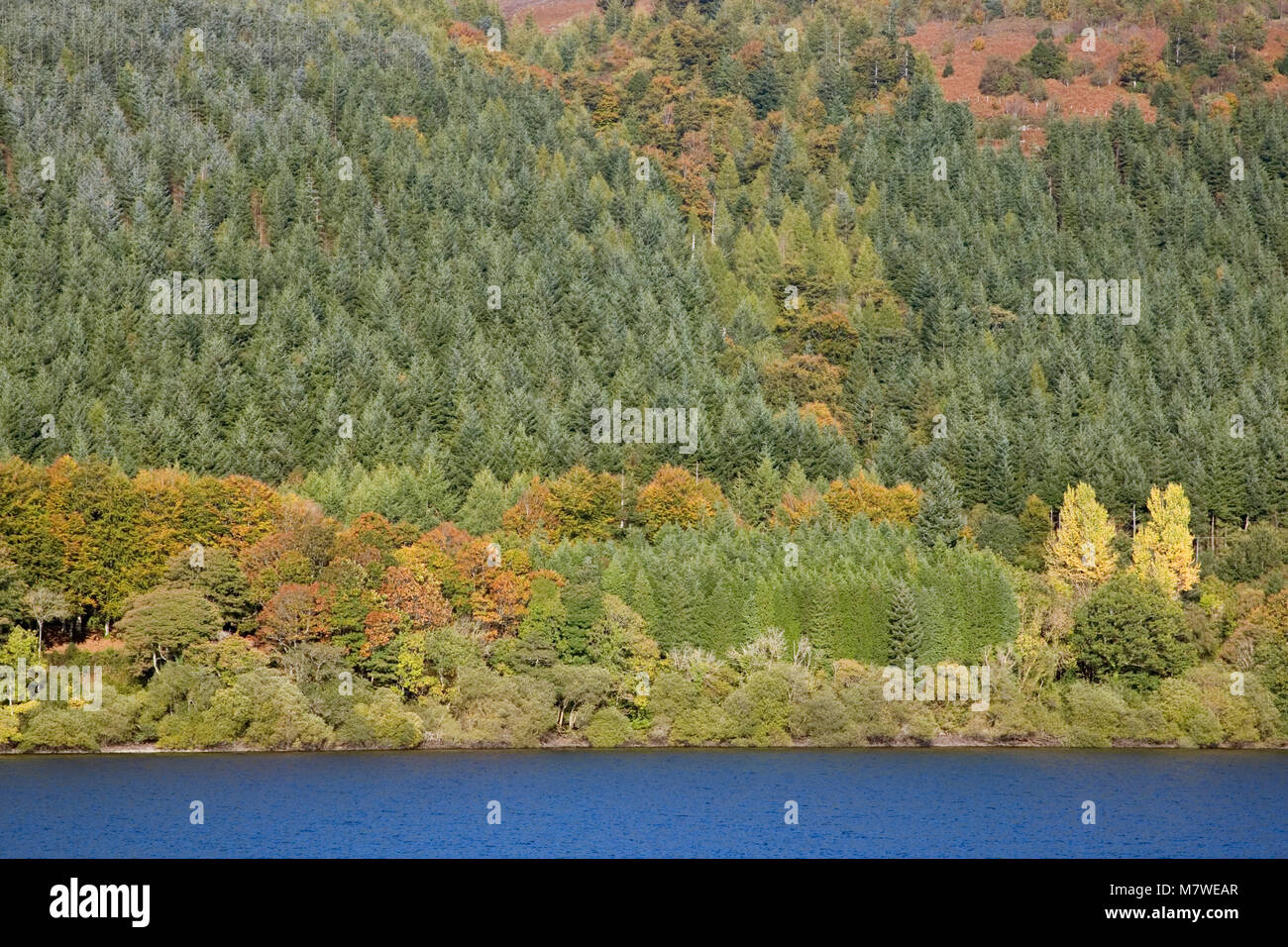 Forêt mixte à l'Automne, lac Vyrnwy, Powys, Pays de Galles, octobre Banque D'Images