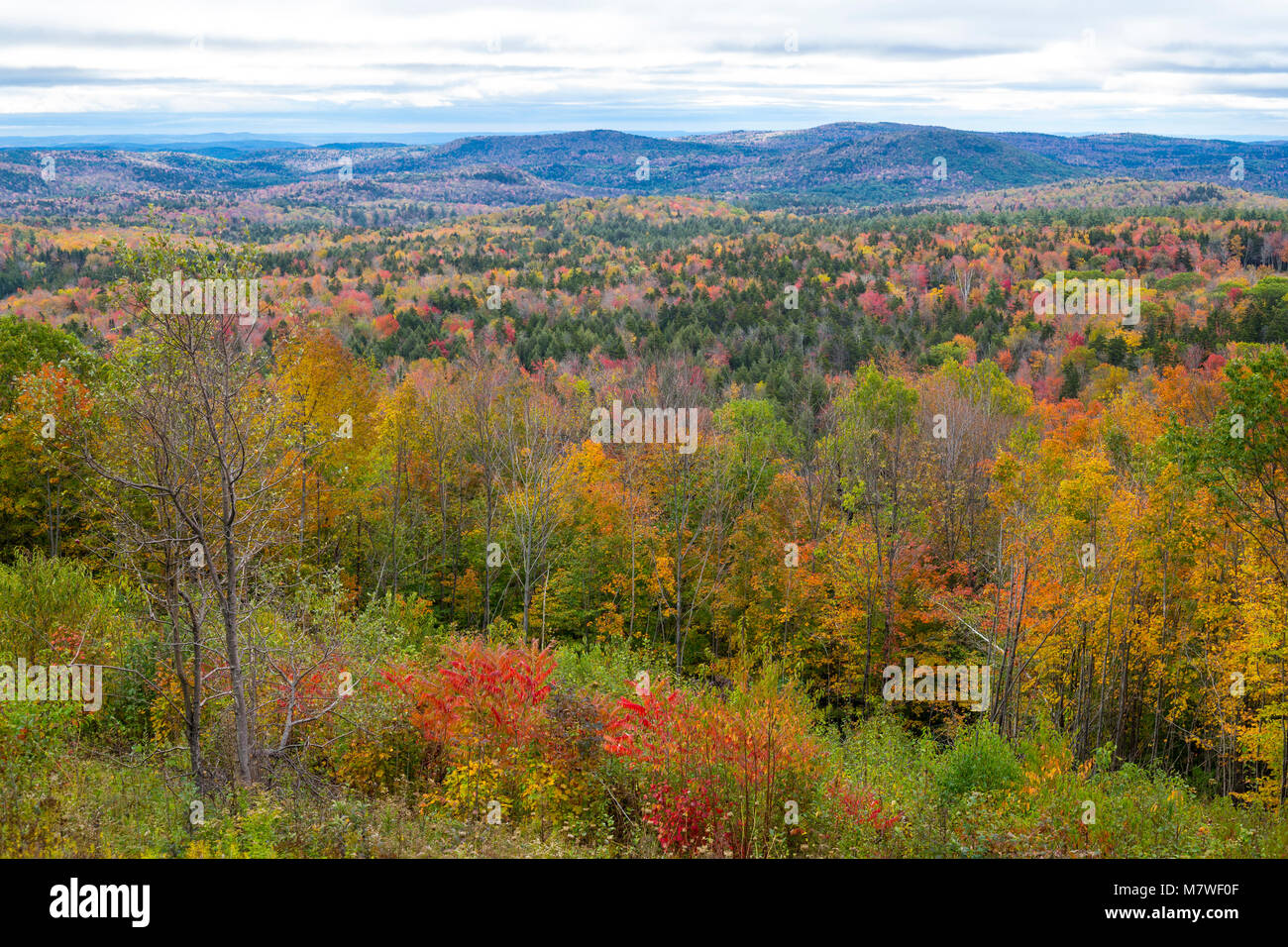 Le feuillage de l'automne Vermont State Highway 9, à l'ouest de Portland. Banque D'Images
