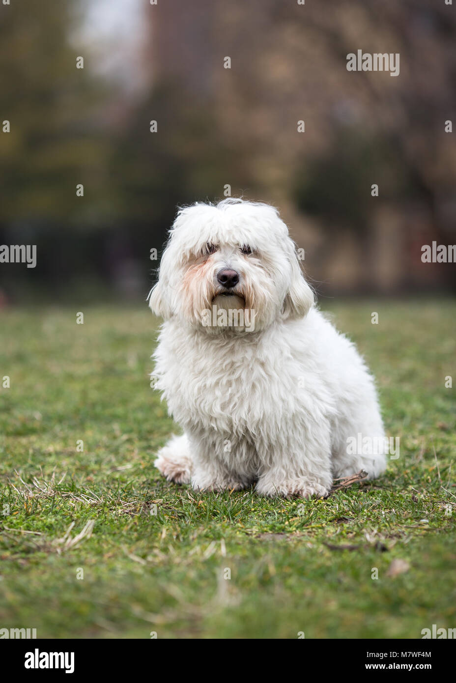 Coton de Tuléar chien assis sur l'herbe Banque D'Images