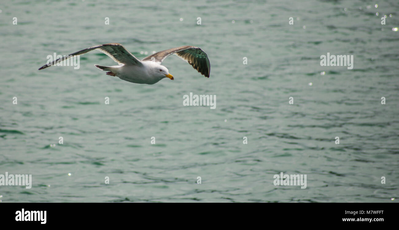 Mouette voler à port San Luis Banque D'Images