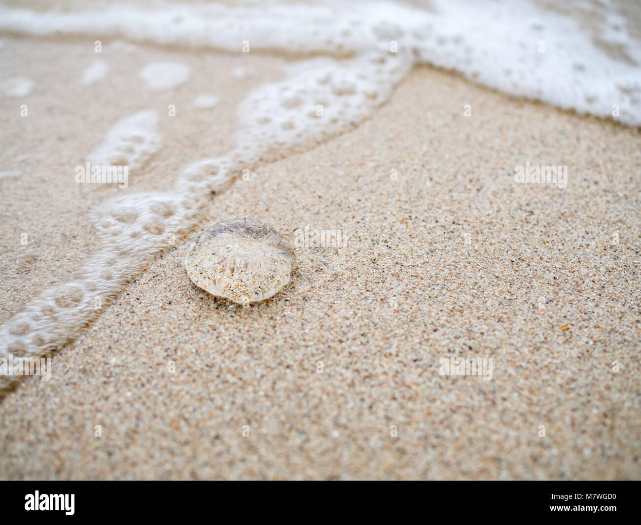 Les Petites Meduses Sur La Plage De Sable Photo Stock Alamy