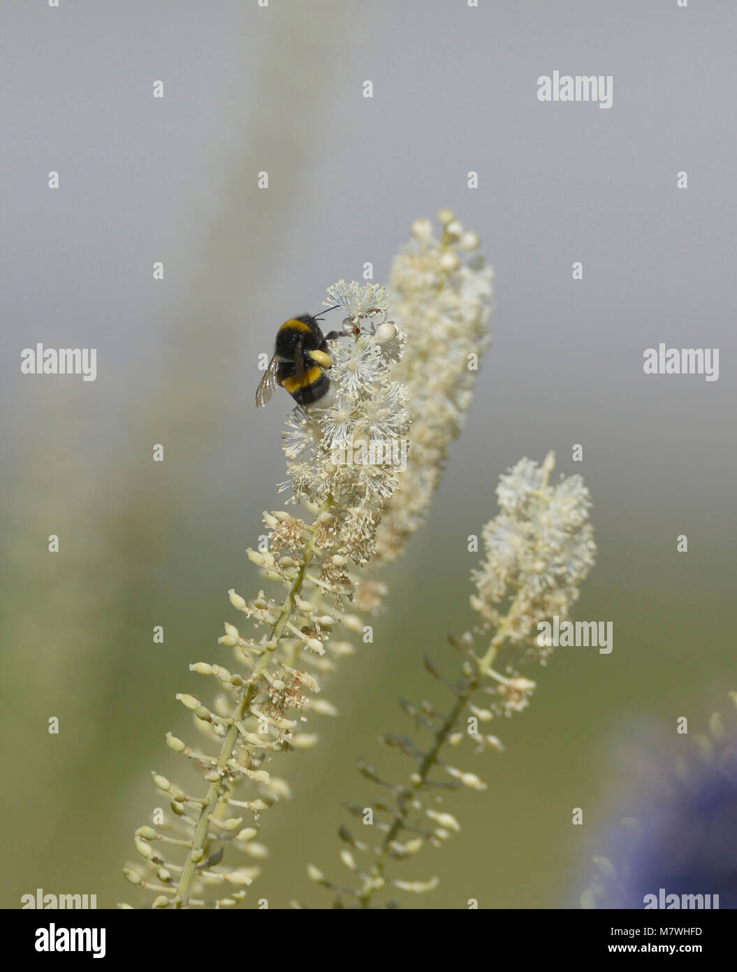 Un petit bourdon la collecte du pollen Banque D'Images