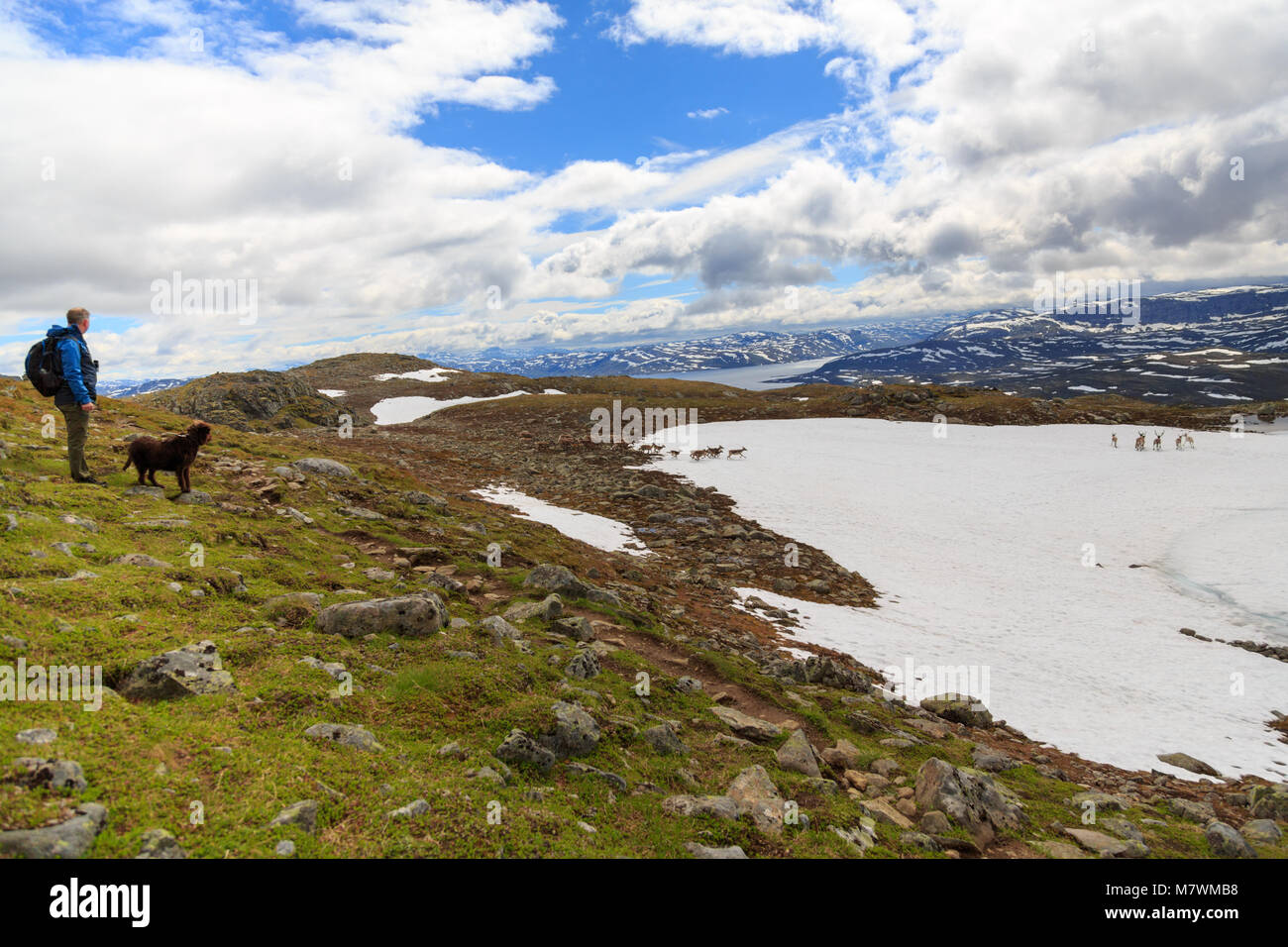 L'homme et le chien de regarder un troupeau de rennes en travers de la montagne en Norvège Jotunheimen Banque D'Images